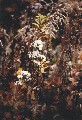 herbst