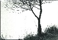 schlicht-baum01