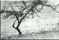 schlicht-baum02