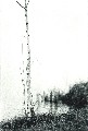 schlicht-baum03