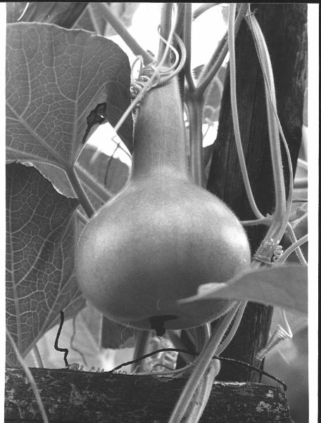 Kalebasse Garten Zgh.