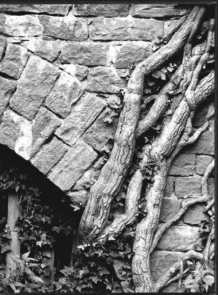 Mauerbewuchs Pulverturm