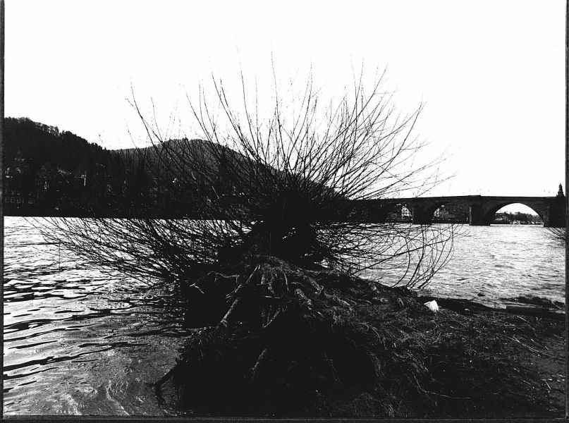 Busch vor Alter Brücke