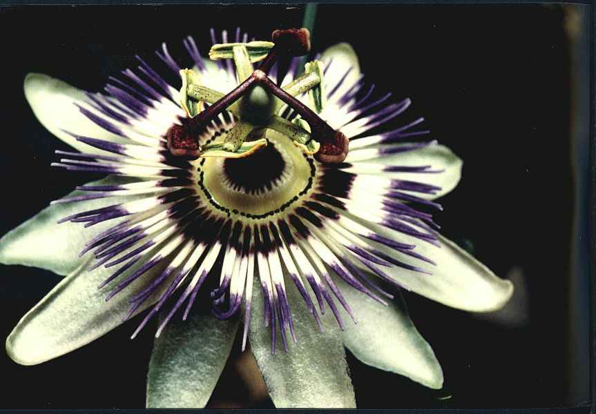 Passionsblume