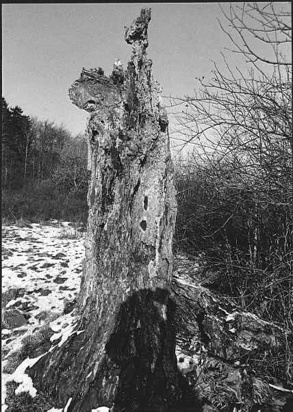 Baumtorso