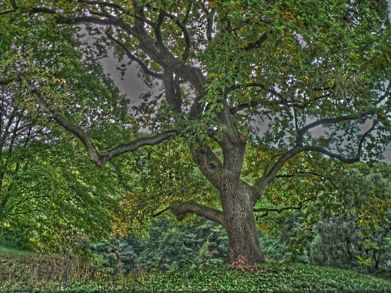 hdr-bild81