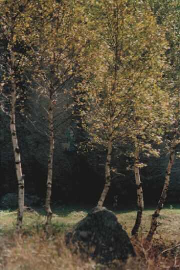 Bild 1 von 16  -  47 kB