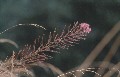 Springkraut