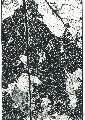 blattgerippe01