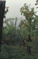 rebe-Nebel-Spinnw
