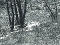baeume-bach01