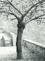 baum-hinter-brueckenabg