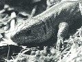 sw_eidechse01
