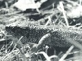 sw_eidechse02