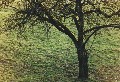 baum-in-wiese
