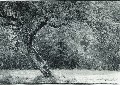 grein-baum01