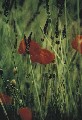 mohn-lavendel01