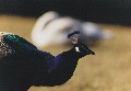 pfau-v-re